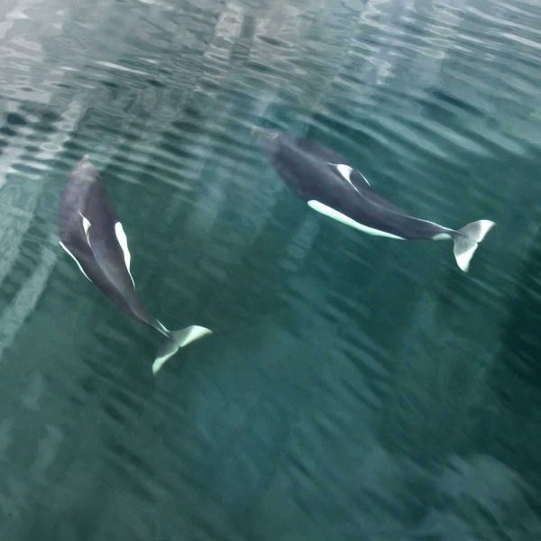 AK, Seymour Canal Two Dalls porpoises swimming